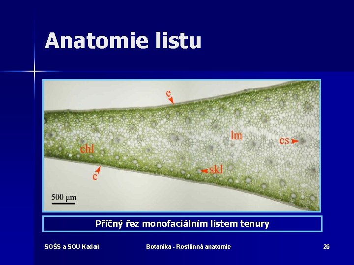 Anatomie listu Příčný řez monofaciálním listem tenury SOŠS a SOU Kadaň Botanika - Rostlinná