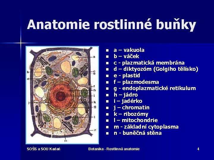 Anatomie rostlinné buňky n n n n SOŠS a SOU Kadaň a – vakuola