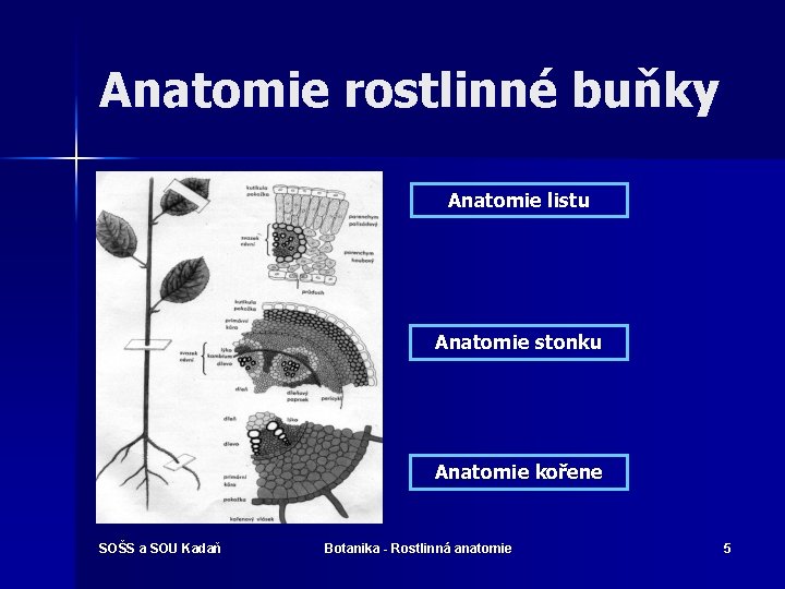 Anatomie rostlinné buňky Anatomie listu Anatomie stonku Anatomie kořene SOŠS a SOU Kadaň Botanika