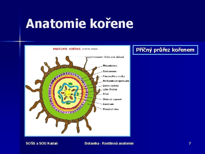 Anatomie kořene Příčný průřez kořenem SOŠS a SOU Kadaň Botanika - Rostlinná anatomie 7