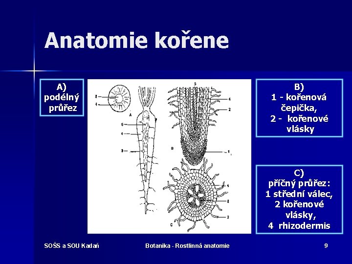 Anatomie kořene A) podélný průřez B) 1 - kořenová čepička, 2 - kořenové vlásky