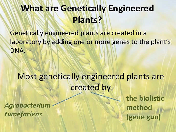 What are Genetically Engineered Plants? Genetically engineered plants are created in a laboratory by