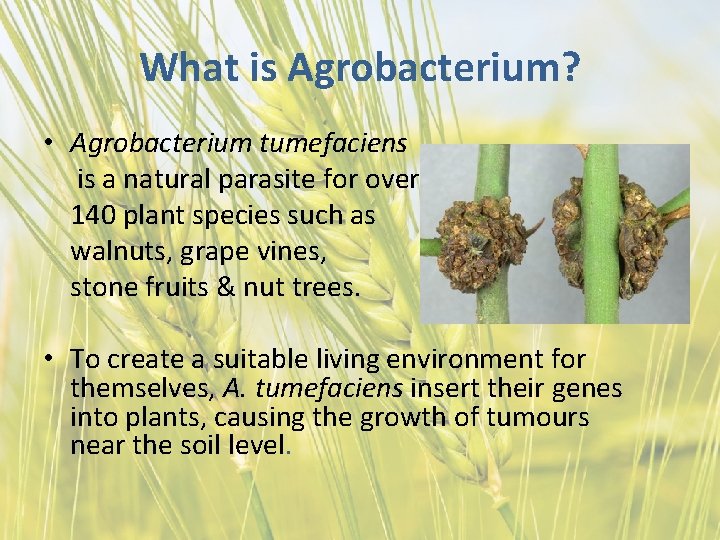 What is Agrobacterium? • Agrobacterium tumefaciens is a natural parasite for over 140 plant