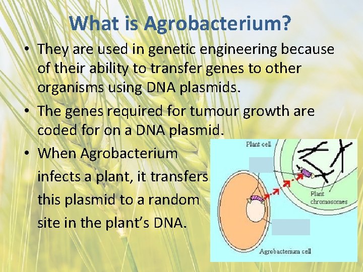 What is Agrobacterium? • They are used in genetic engineering because of their ability