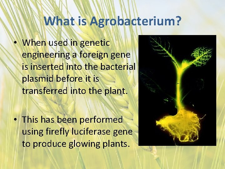 What is Agrobacterium? • When used in genetic engineering a foreign gene is inserted