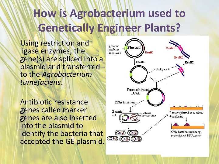 How is Agrobacterium used to Genetically Engineer Plants? Using restriction and ligase enzymes, the