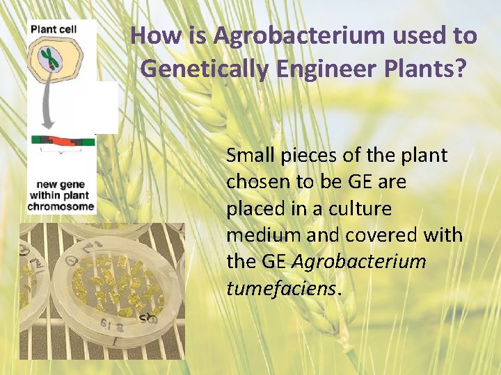How is Agrobacterium used to Genetically Engineer Plants? Small pieces of the plant chosen