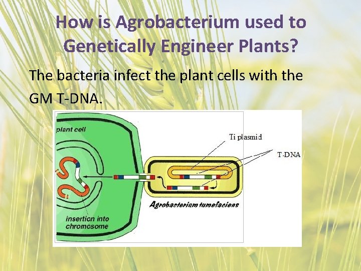 How is Agrobacterium used to Genetically Engineer Plants? The bacteria infect the plant cells