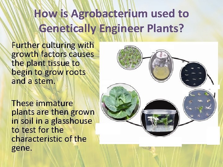 How is Agrobacterium used to Genetically Engineer Plants? Further culturing with growth factors causes