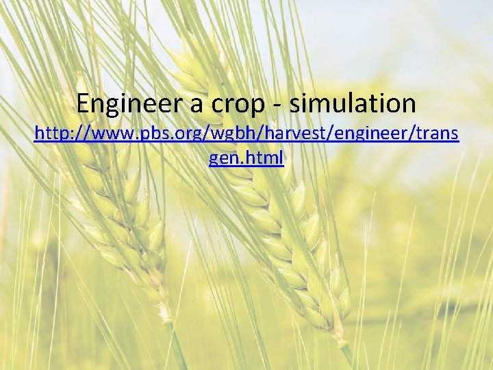 Engineer a crop - simulation http: //www. pbs. org/wgbh/harvest/engineer/trans gen. html 