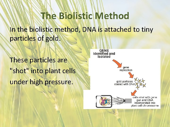 The Biolistic Method In the biolistic method, DNA is attached to tiny particles of