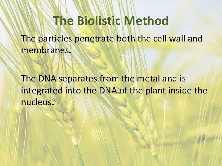 The Biolistic Method The particles penetrate both the cell wall and membranes. The DNA