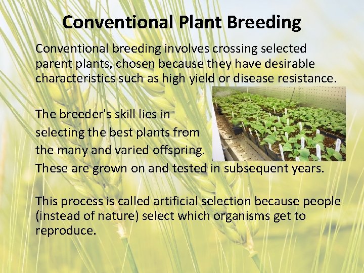 Conventional Plant Breeding Conventional breeding involves crossing selected parent plants, chosen because they have