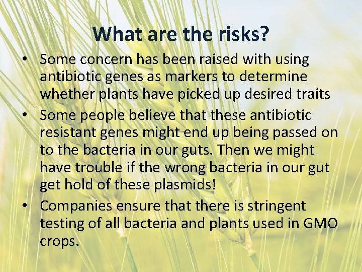 What are the risks? • Some concern has been raised with using antibiotic genes