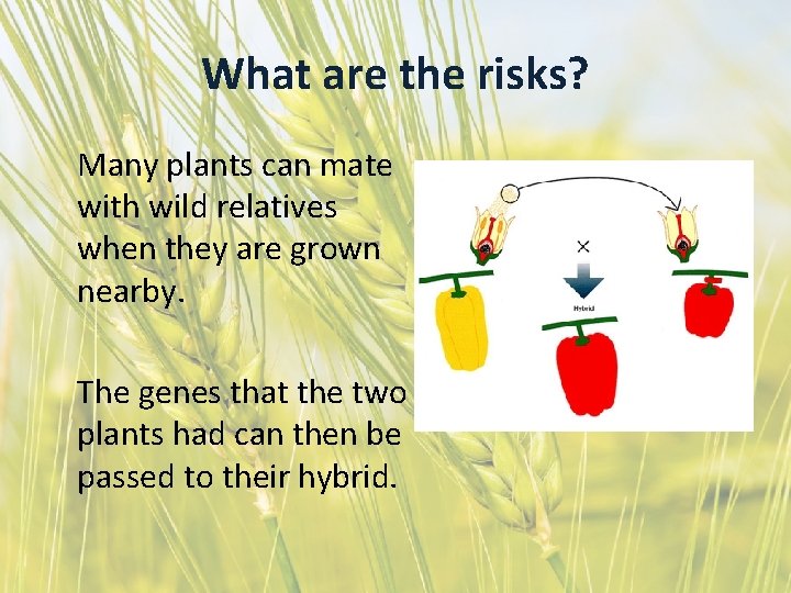 What are the risks? Many plants can mate with wild relatives when they are
