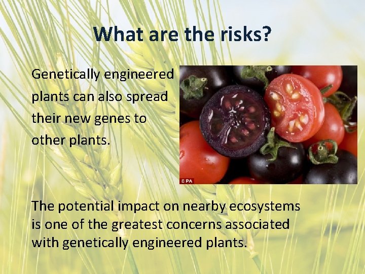 What are the risks? Genetically engineered plants can also spread their new genes to