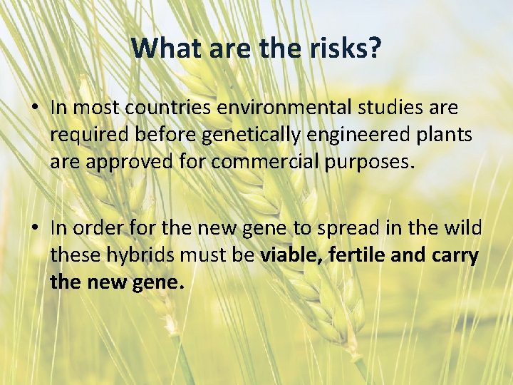 What are the risks? • In most countries environmental studies are required before genetically