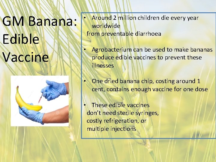 GM Banana: Edible Vaccine • Around 2 million children die every year worldwide from