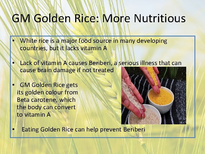 GM Golden Rice: More Nutritious • White rice is a major food source in