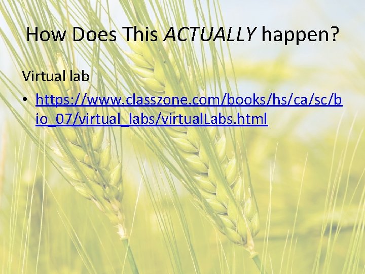 How Does This ACTUALLY happen? Virtual lab • https: //www. classzone. com/books/hs/ca/sc/b io_07/virtual_labs/virtual. Labs.