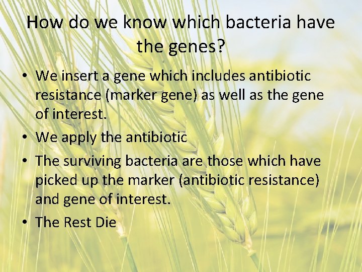 How do we know which bacteria have the genes? • We insert a gene