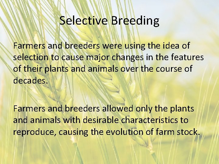 Selective Breeding Farmers and breeders were using the idea of selection to cause major