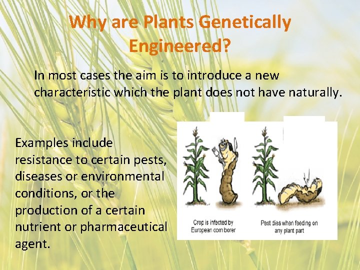 Why are Plants Genetically Engineered? In most cases the aim is to introduce a