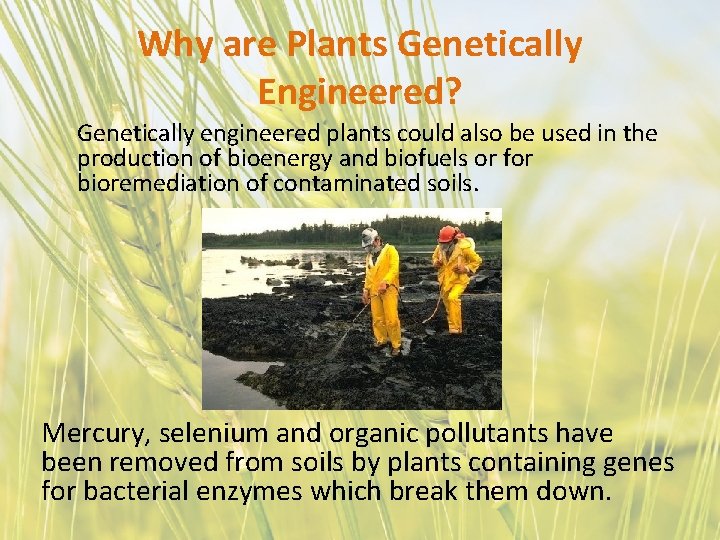 Why are Plants Genetically Engineered? Genetically engineered plants could also be used in the