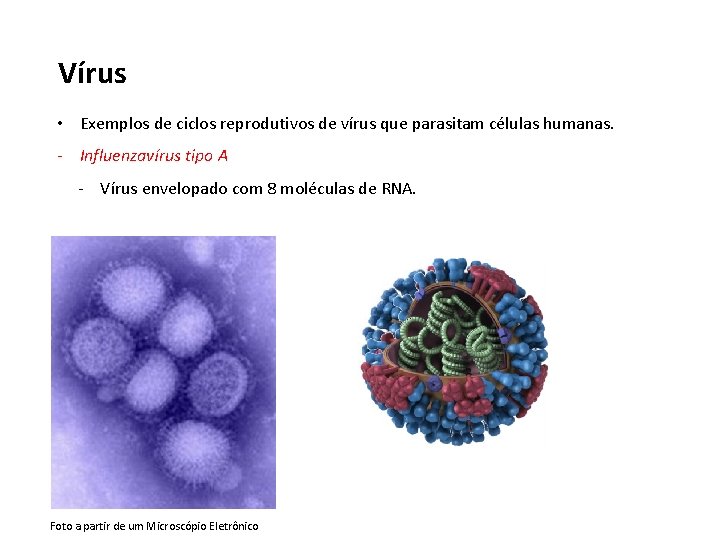 Vírus • Exemplos de ciclos reprodutivos de vírus que parasitam células humanas. - Influenzavírus