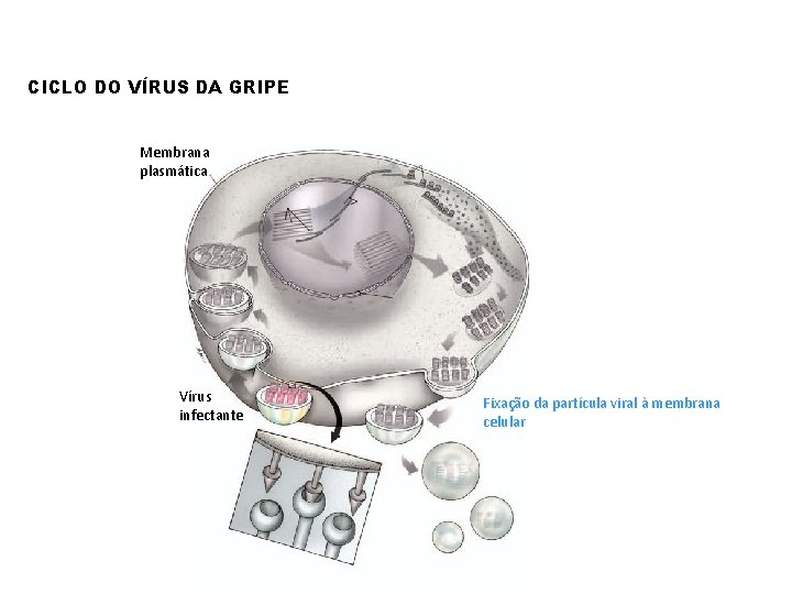 CICLO DO VÍRUS DA GRIPE Membrana plasmática Vírus infectante Fixação da partícula viral à