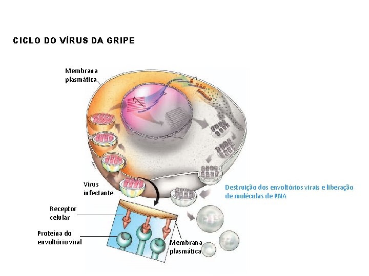 CICLO DO VÍRUS DA GRIPE Membrana plasmática Vírus infectante Destruição dos envoltórios virais e