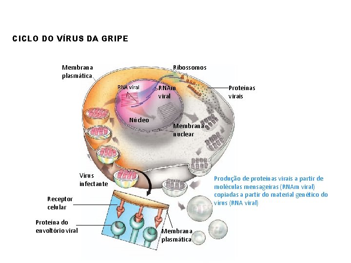 CICLO DO VÍRUS DA GRIPE Membrana plasmática Ribossomos RNA viral Núcleo RNAm viral Membrana