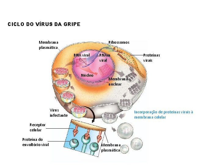 CICLO DO VÍRUS DA GRIPE Membrana plasmática Ribossomos RNA viral Núcleo RNAm viral Membrana