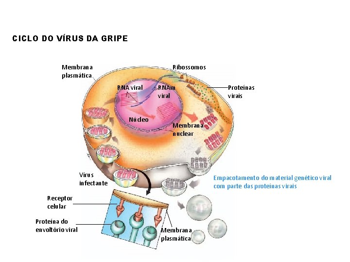 CICLO DO VÍRUS DA GRIPE Membrana plasmática Ribossomos RNA viral Núcleo RNAm viral Membrana