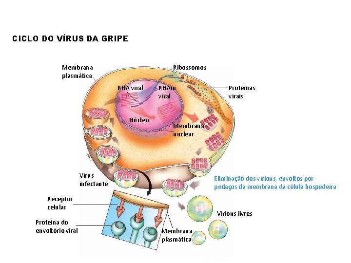 CICLO DO VÍRUS DA GRIPE Membrana plasmática Ribossomos RNA viral Núcleo RNAm viral Membrana