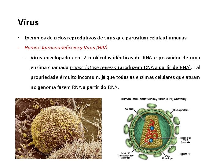 Vírus • Exemplos de ciclos reprodutivos de vírus que parasitam células humanas. - Human