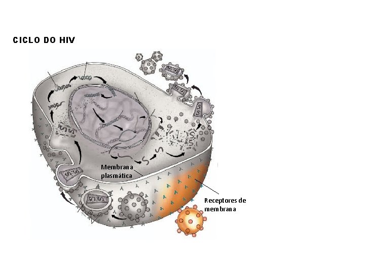 CICLO DO HIV Membrana plasmática Receptores de membrana 