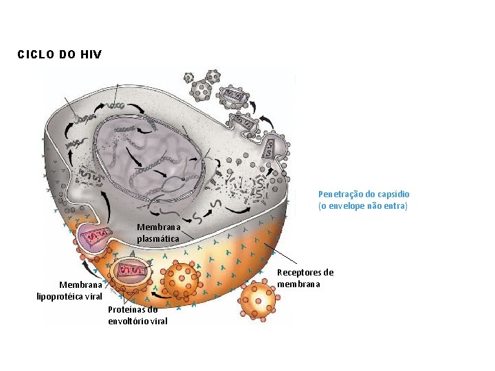 CICLO DO HIV Penetração do capsídio (o envelope não entra) Membrana plasmática Receptores de