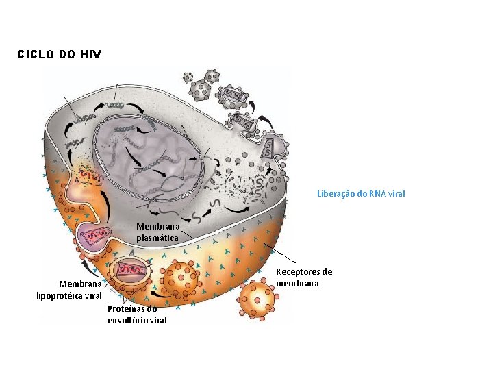 CICLO DO HIV Liberação do RNA viral Membrana plasmática Receptores de membrana Membrana lipoprotéica