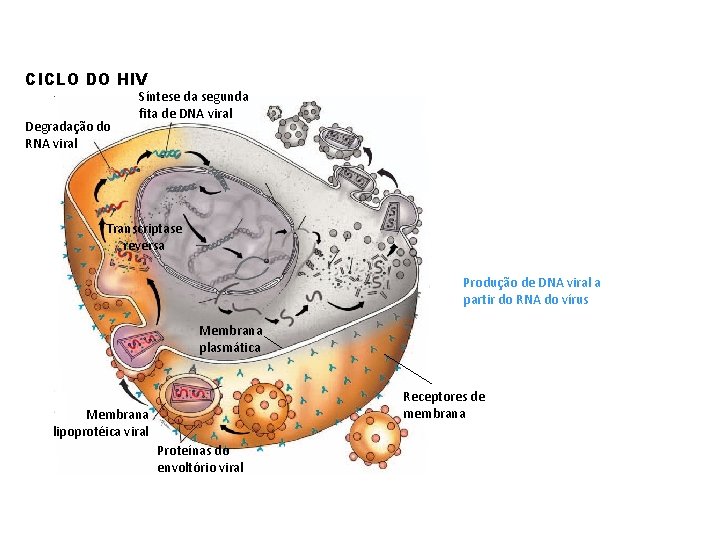 CICLO DO HIV Degradação do RNA viral Síntese da segunda fita de DNA viral