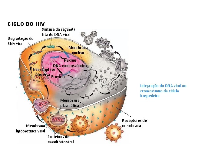 CICLO DO HIV Degradação do RNA viral Síntese da segunda fita de DNA viral