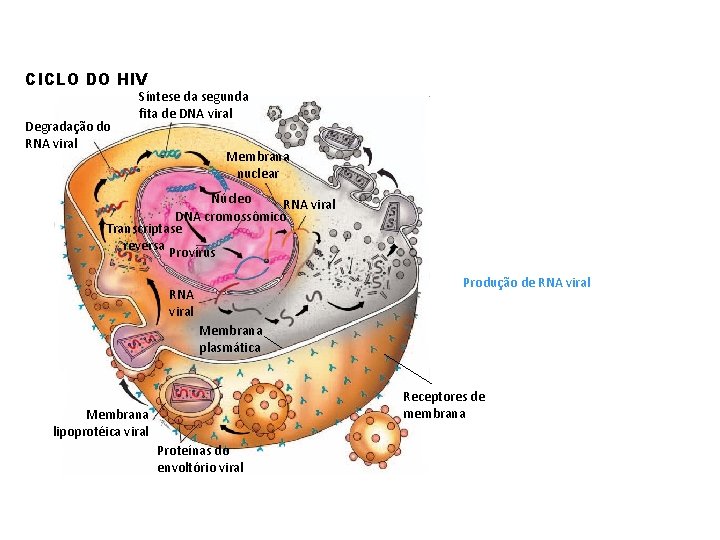 CICLO DO HIV Degradação do RNA viral Síntese da segunda fita de DNA viral