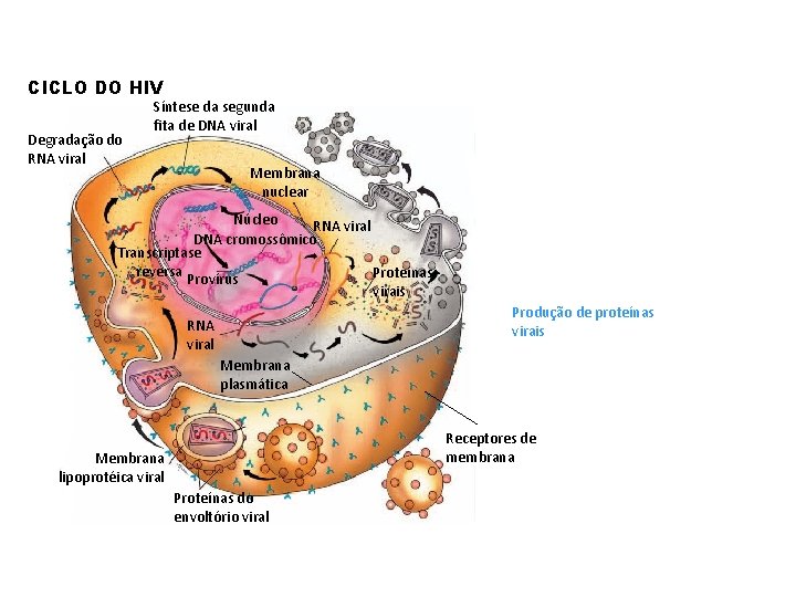 CICLO DO HIV Degradação do RNA viral Síntese da segunda fita de DNA viral