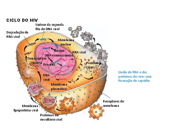 CICLO DO HIV Degradação do RNA viral Síntese da segunda fita de DNA viral
