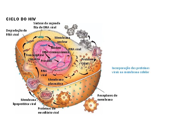 CICLO DO HIV Degradação do RNA viral Síntese da segunda fita de DNA viral