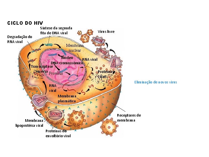 CICLO DO HIV Degradação do RNA viral Síntese da segunda fita de DNA viral