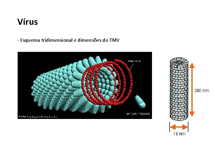 Vírus - Esquema tridimensional e dimensões do TMV 
