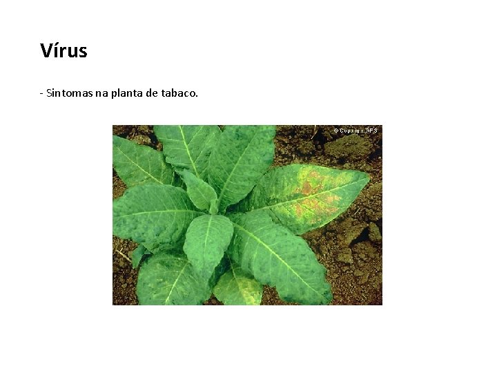 Vírus - Sintomas na planta de tabaco. 