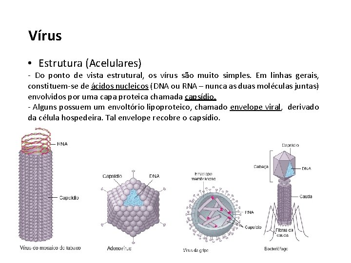 Vírus • Estrutura (Acelulares) - Do ponto de vista estrutural, os vírus são muito