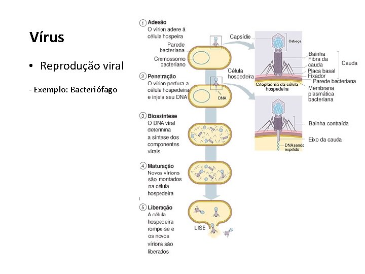 Vírus • Reprodução viral - Exemplo: Bacteriófago 